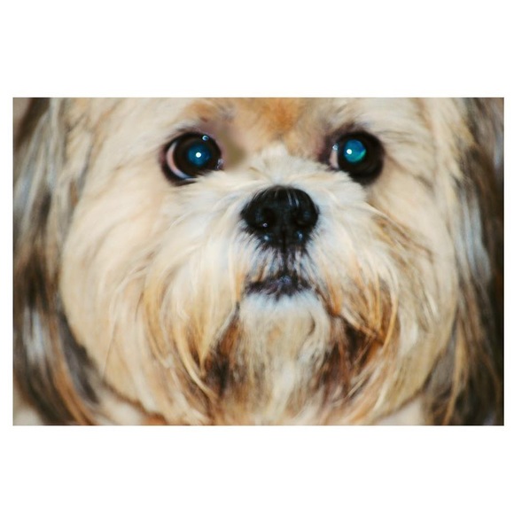 Samson Handsome is in Heaven 🐶💔 I’m Heartbroken - Picture 2 of 8